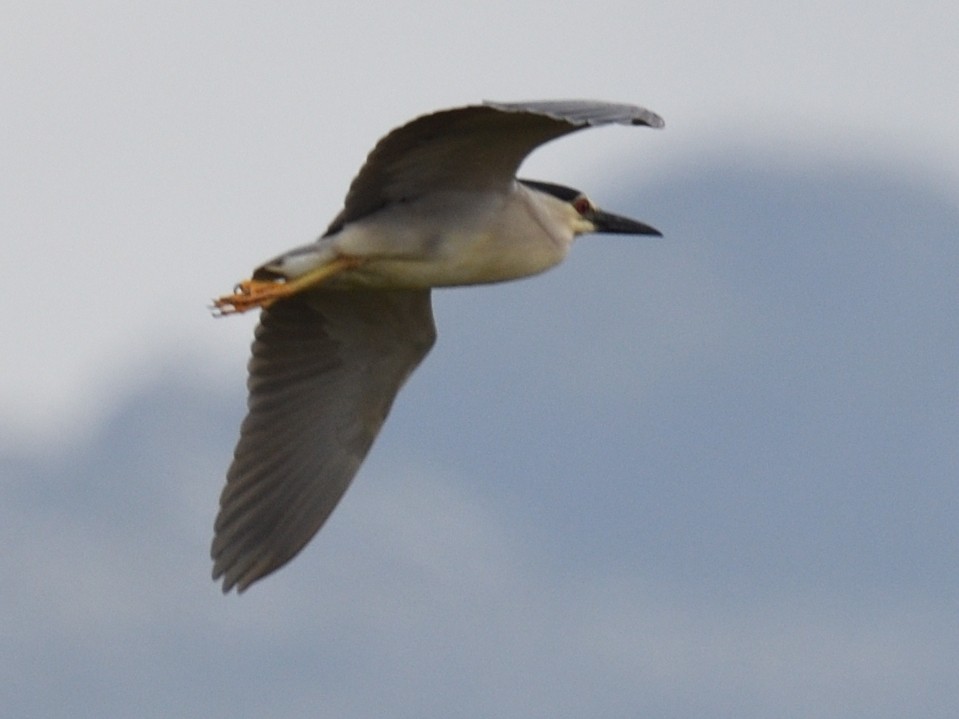 Black-crowned Night Heron - Colin Fisher