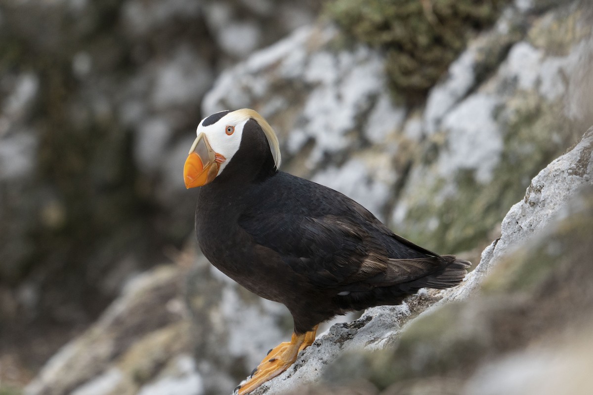 Tufted Puffin - ML406521281