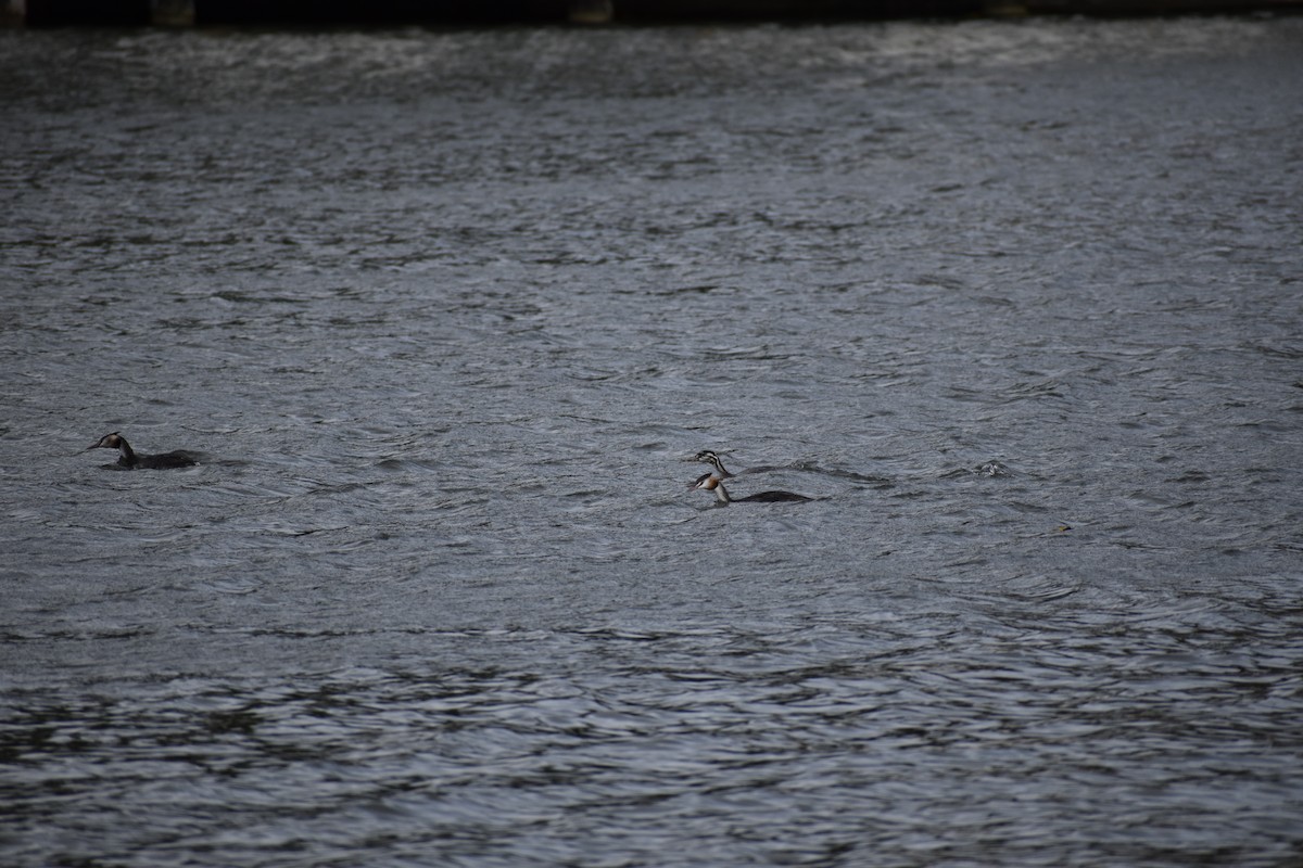 Great Crested Grebe - ML406522221