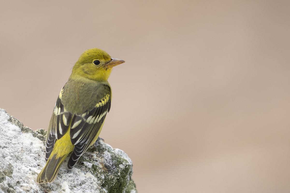 Western Tanager - ML406524191