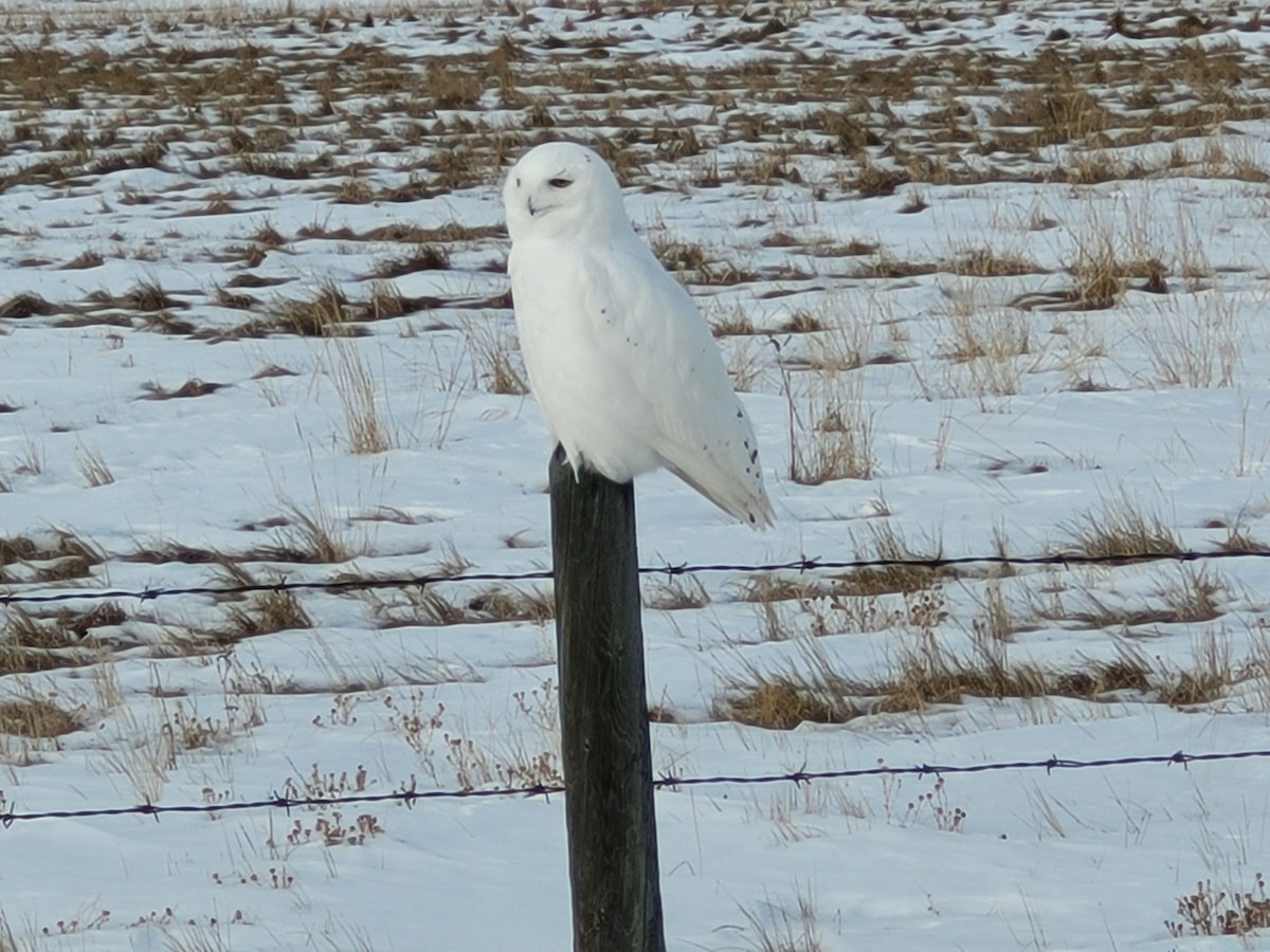 Snowy Owl - ML406524801