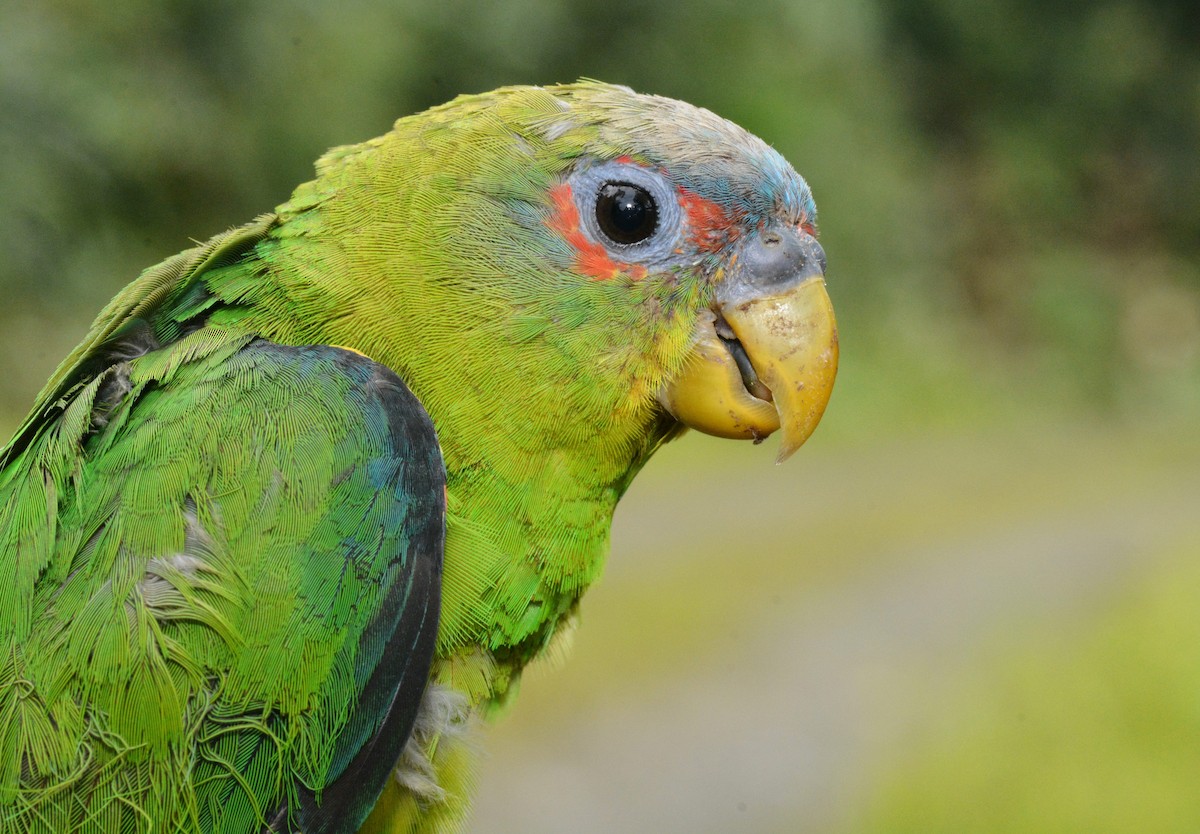 Blue-fronted Parrotlet - ML406536271