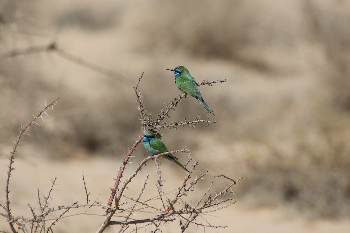 Arabian Green Bee-eater - ML40654311