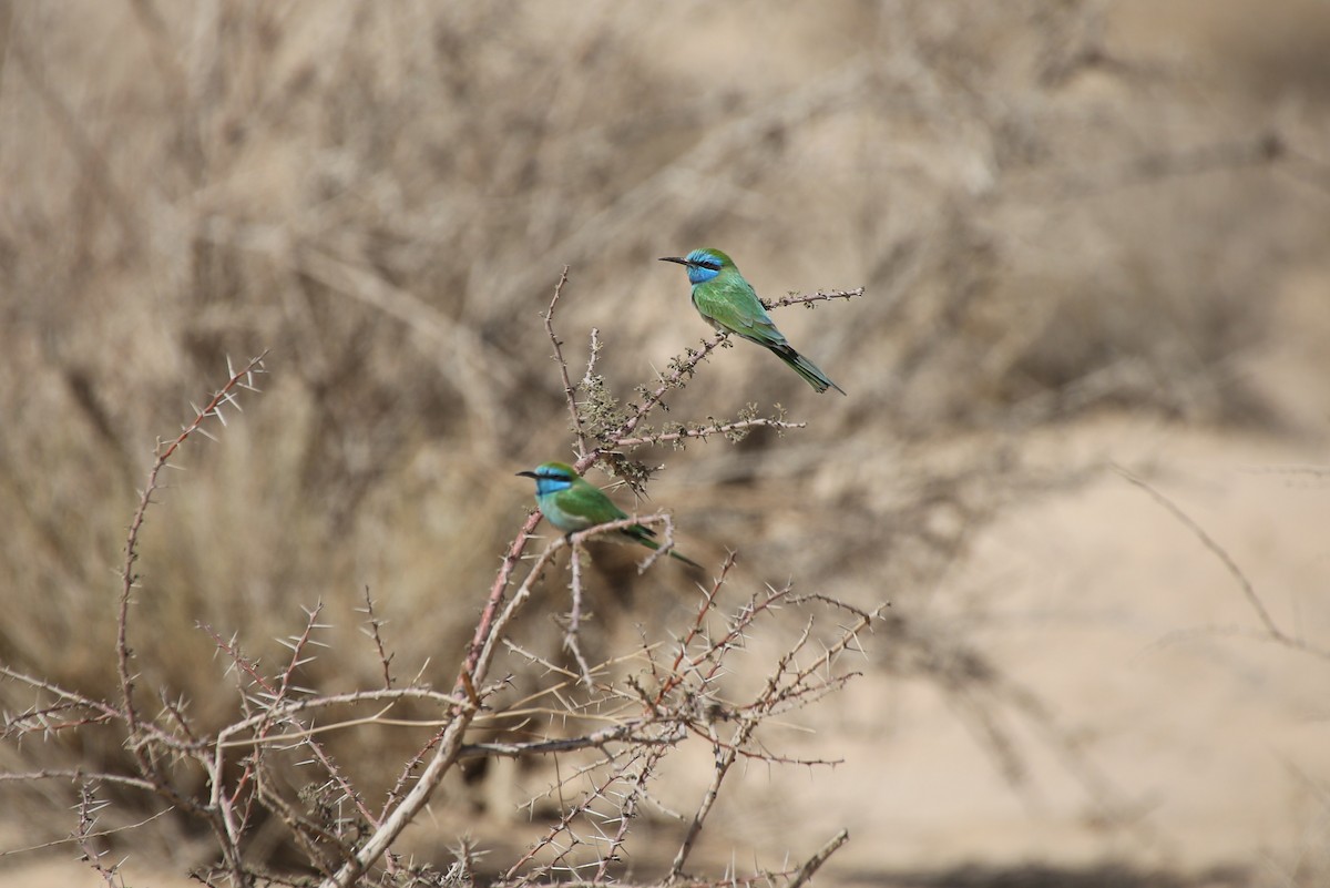 Arabian Green Bee-eater - ML40654341