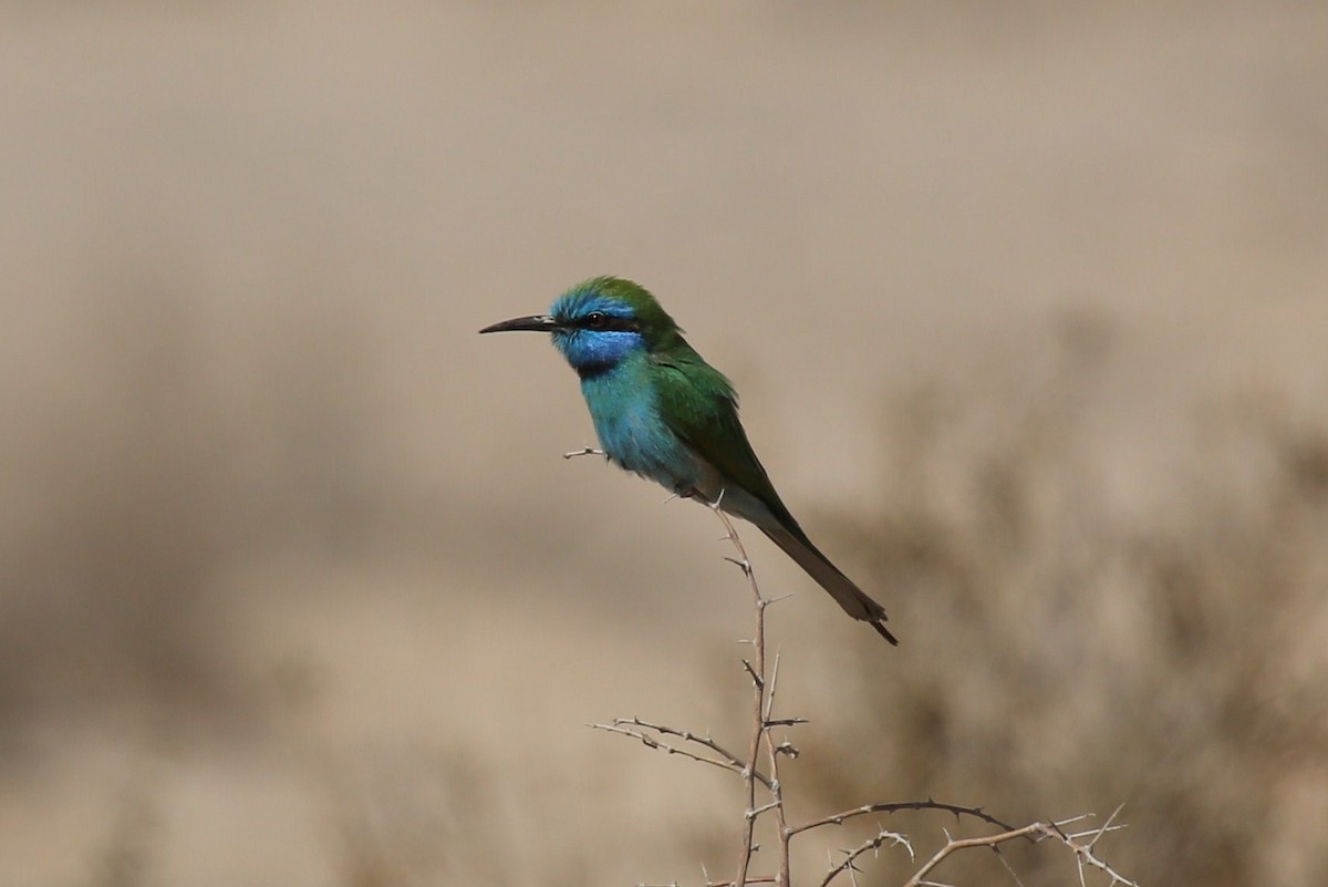 Arabian Green Bee-eater - Paul Chapman
