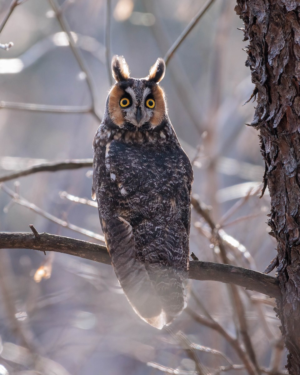 Long-eared Owl - ML406545731