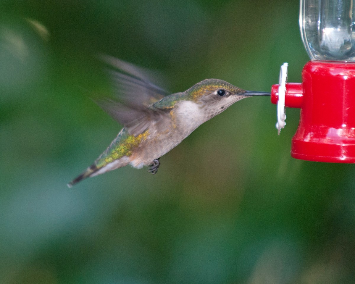 Ruby-throated Hummingbird - ML406556281