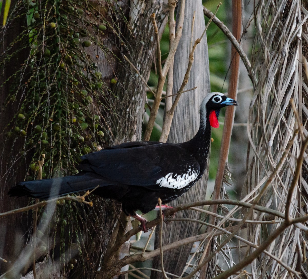 Black-fronted Piping-Guan - ML406557381