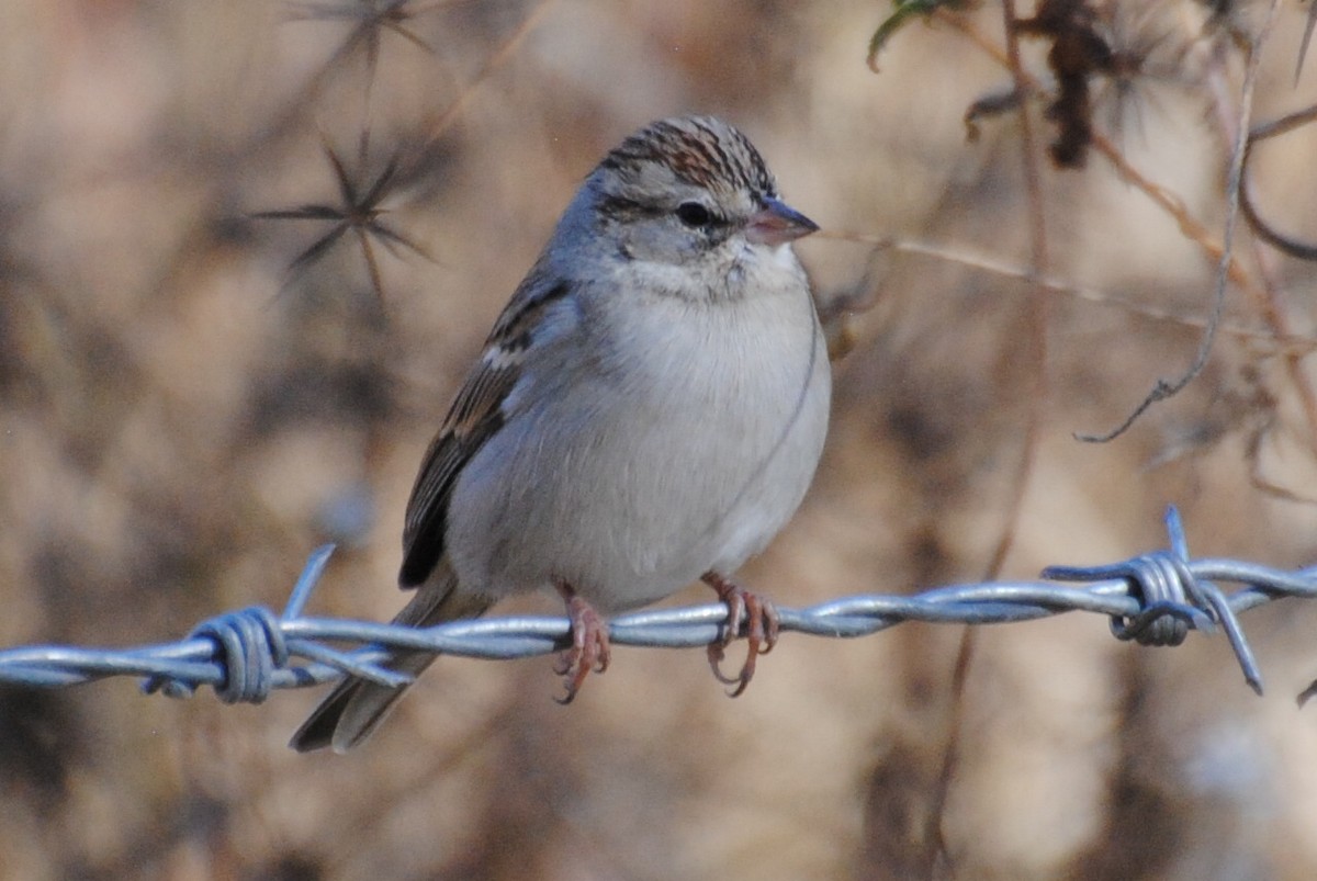 Chipping Sparrow - ML406564751