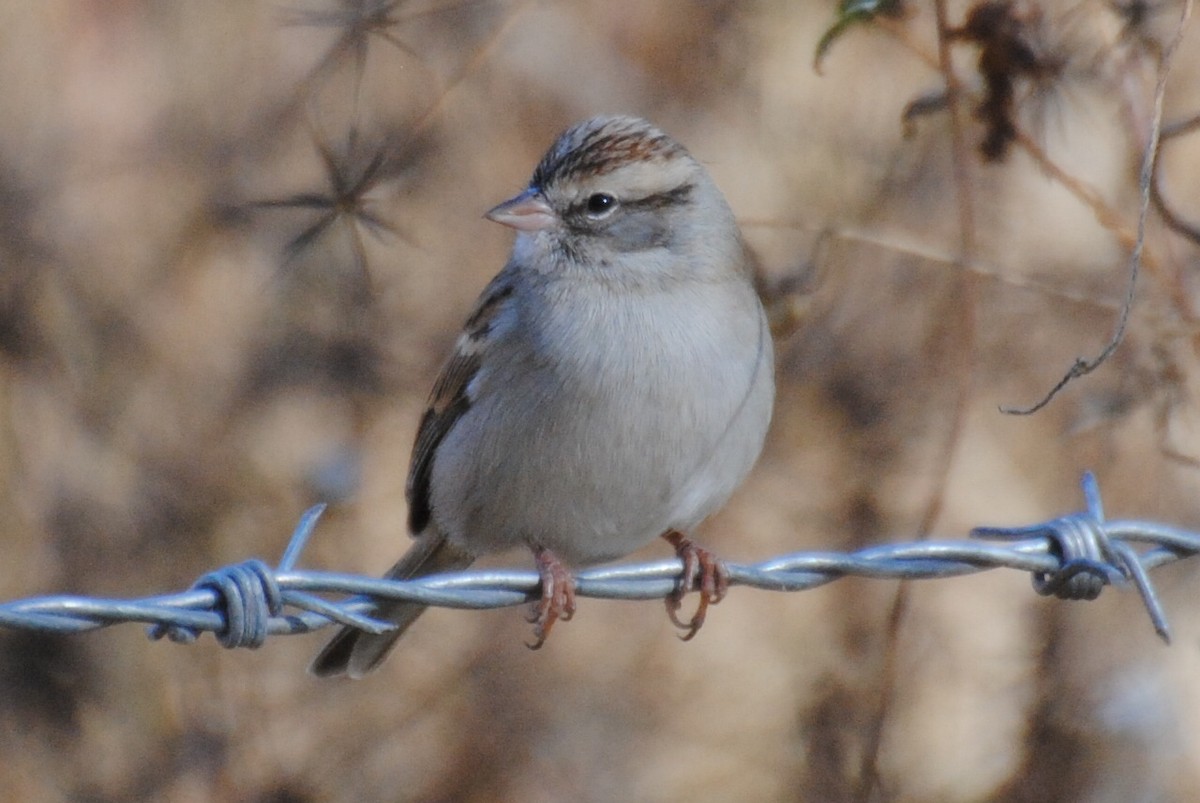 Chipping Sparrow - ML406564761