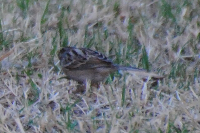 Clay-colored Sparrow - ML406565451