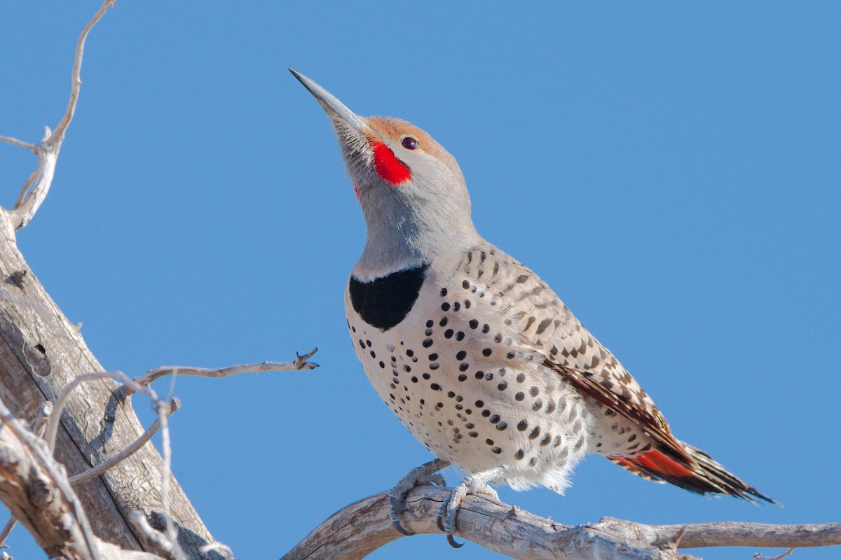 Northern Flicker (Red-shafted) - ML406567871
