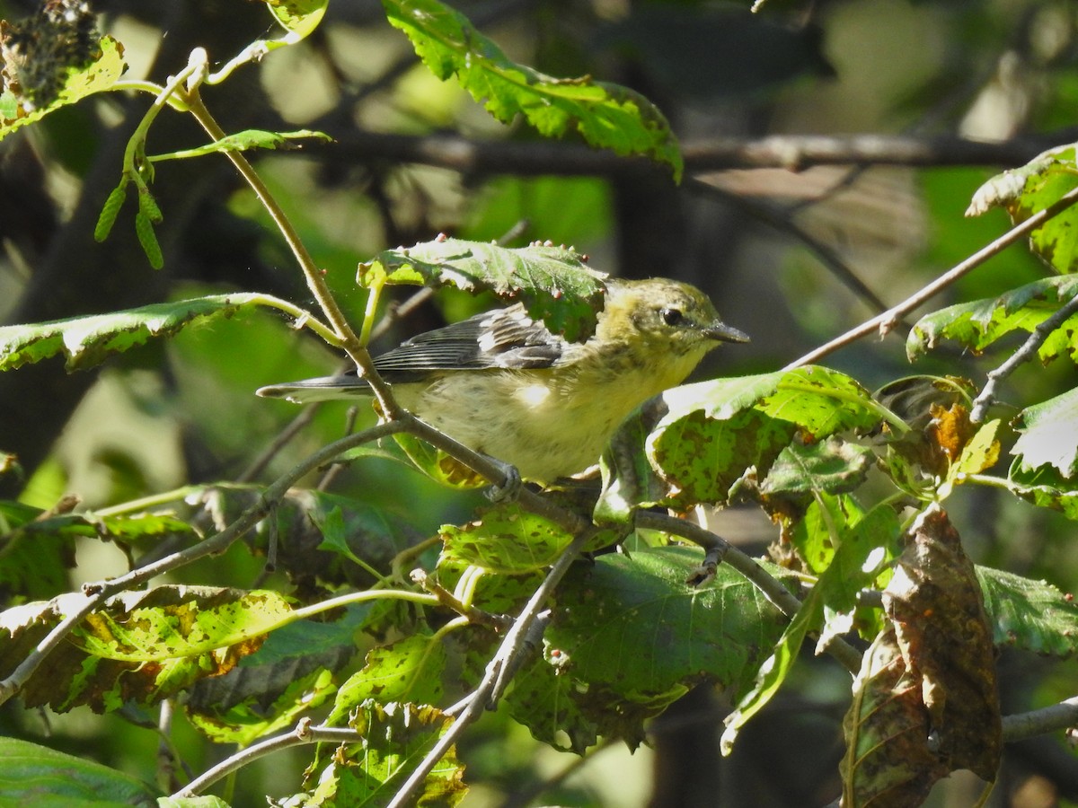Bay-breasted Warbler - ML406569651