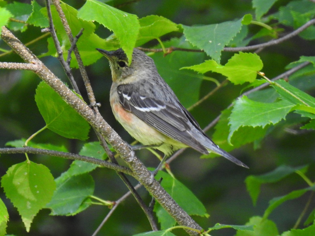 Bay-breasted Warbler - Chris Coxson
