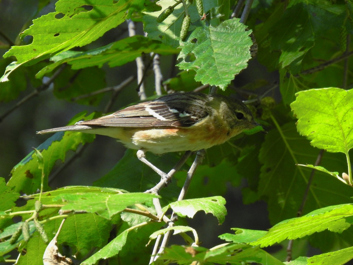 Bay-breasted Warbler - Chris Coxson