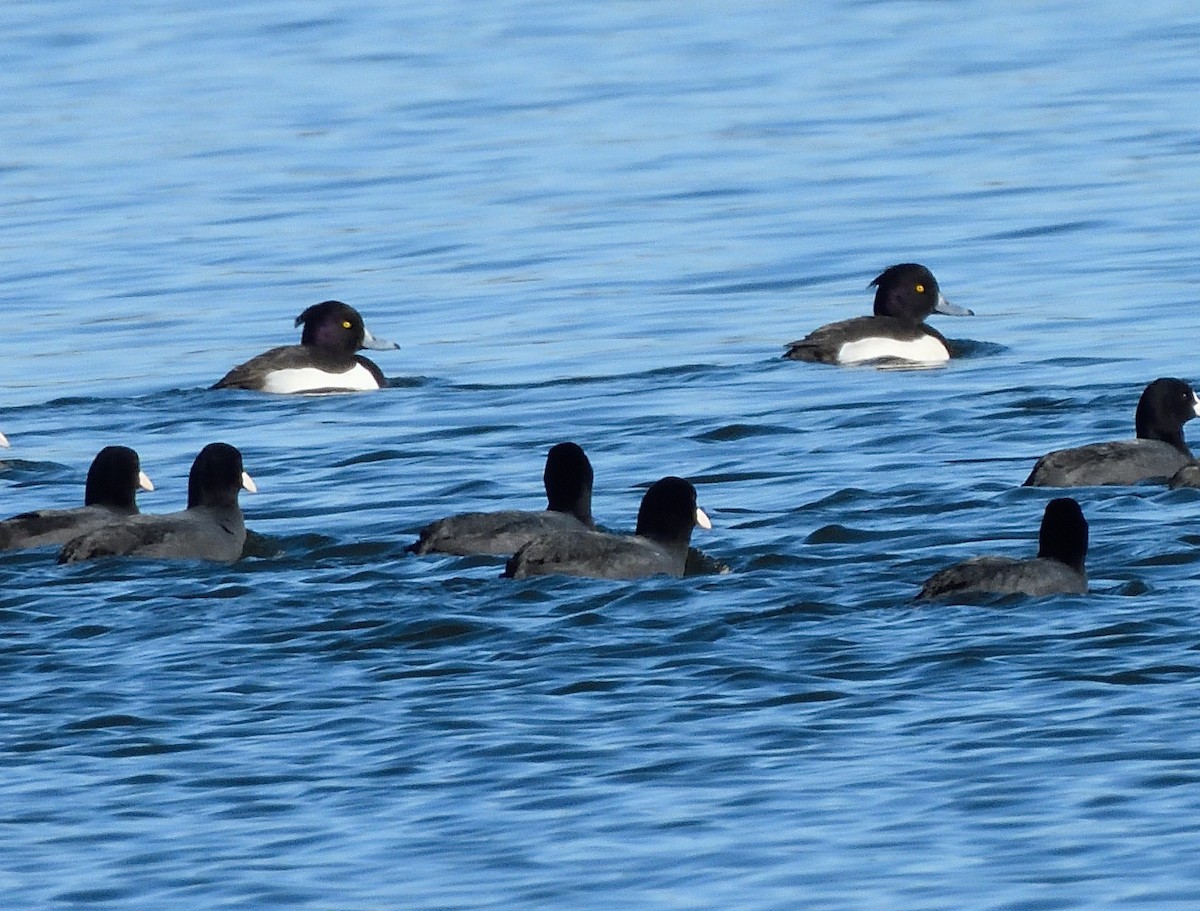 Tufted Duck - ML406573901