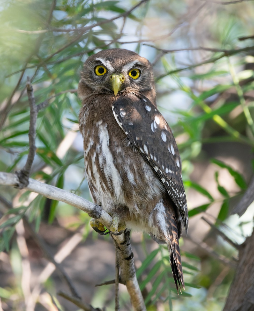 Austral Pygmy-Owl - ML406578621