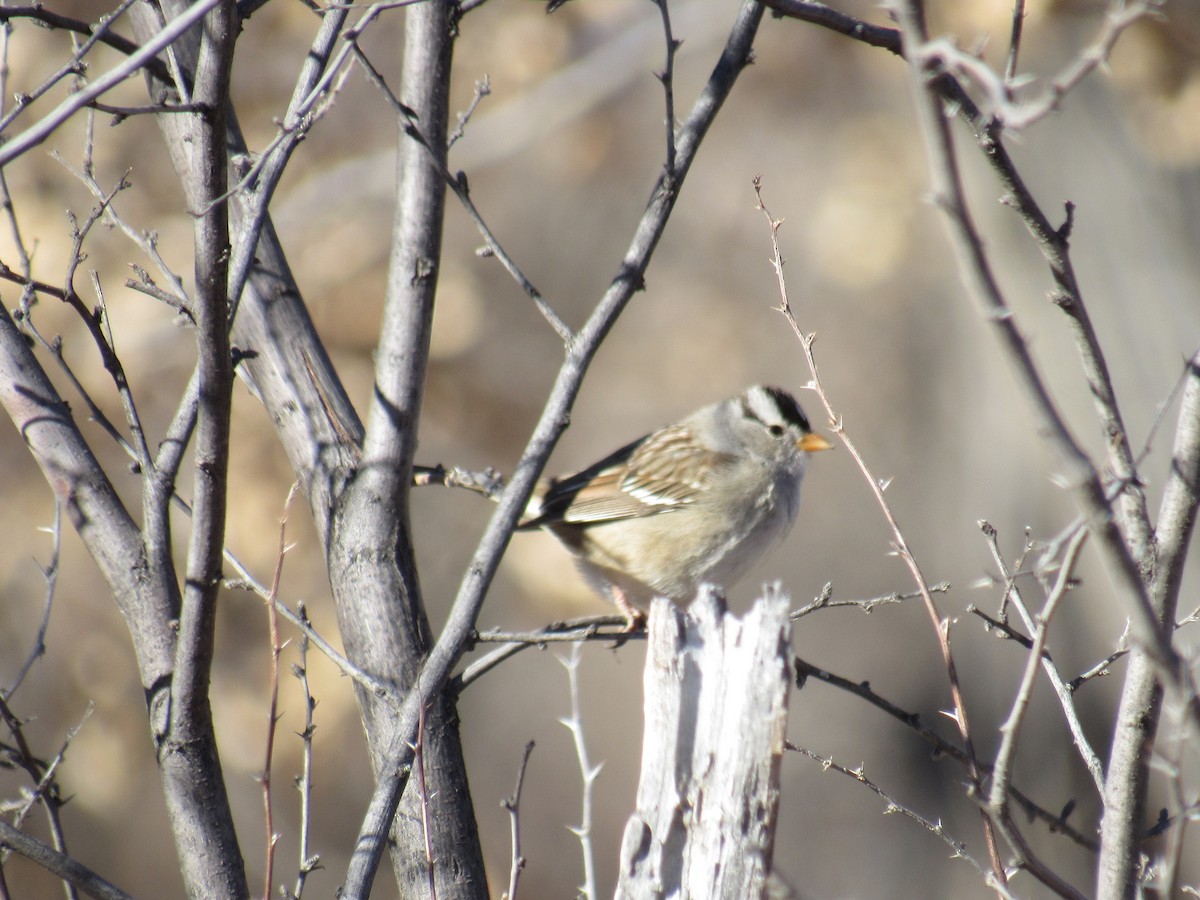 White-crowned Sparrow - ML406581441