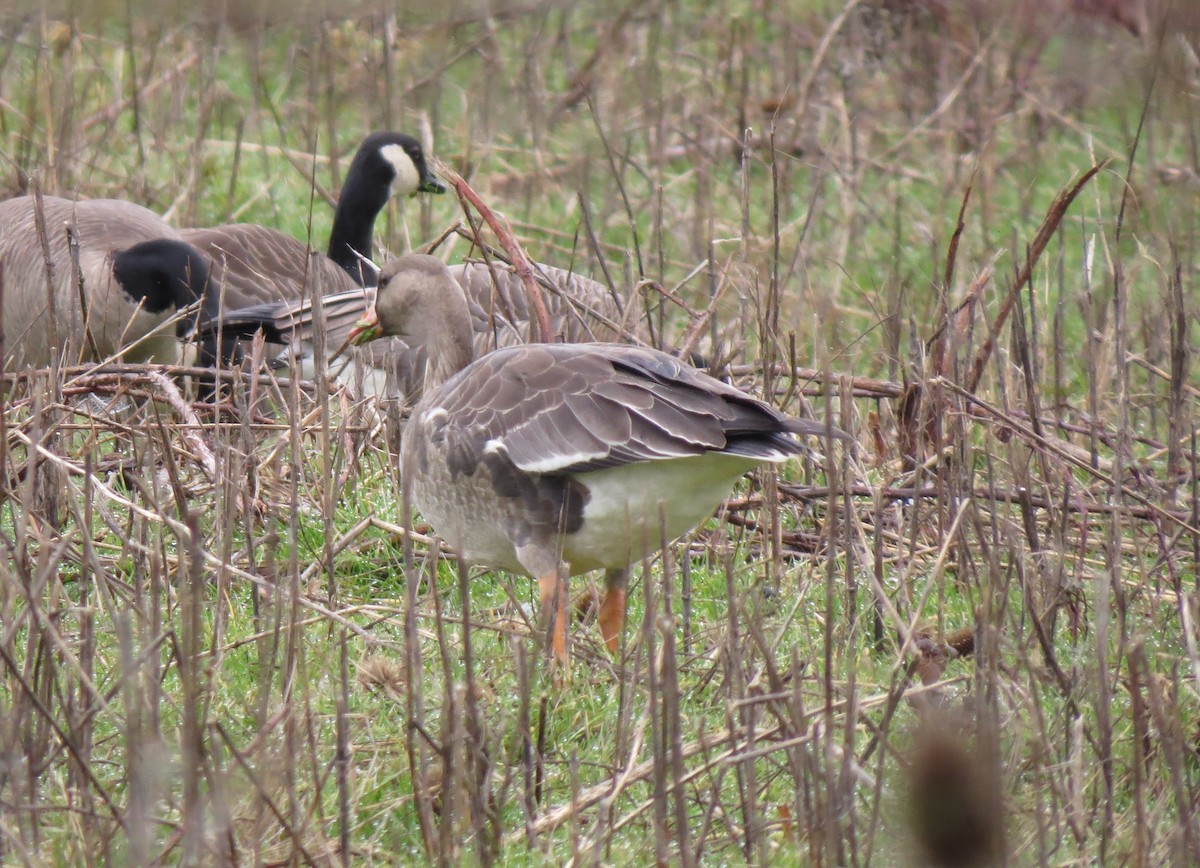 Greater White-fronted Goose - ML406585841