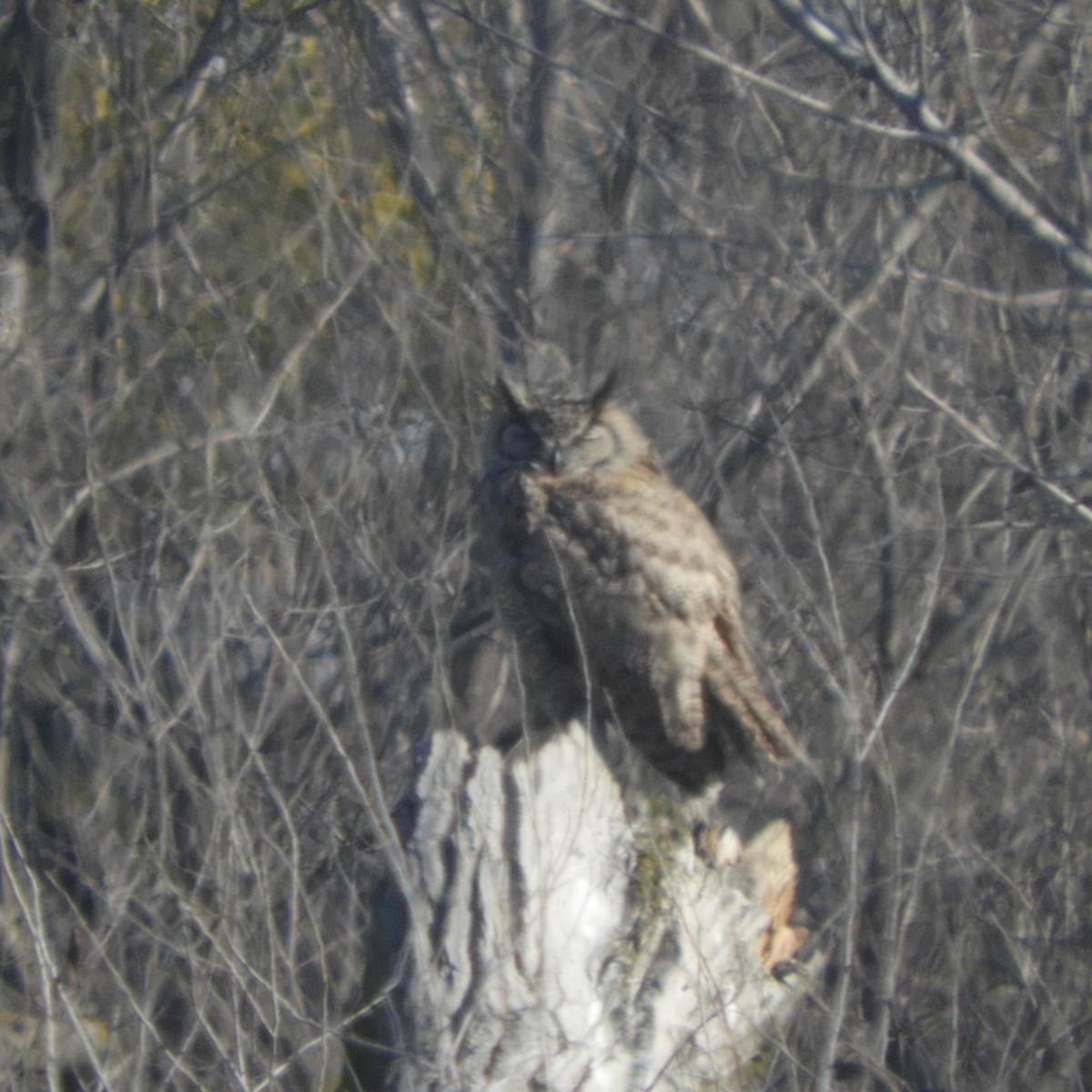 Great Horned Owl - ML406595241