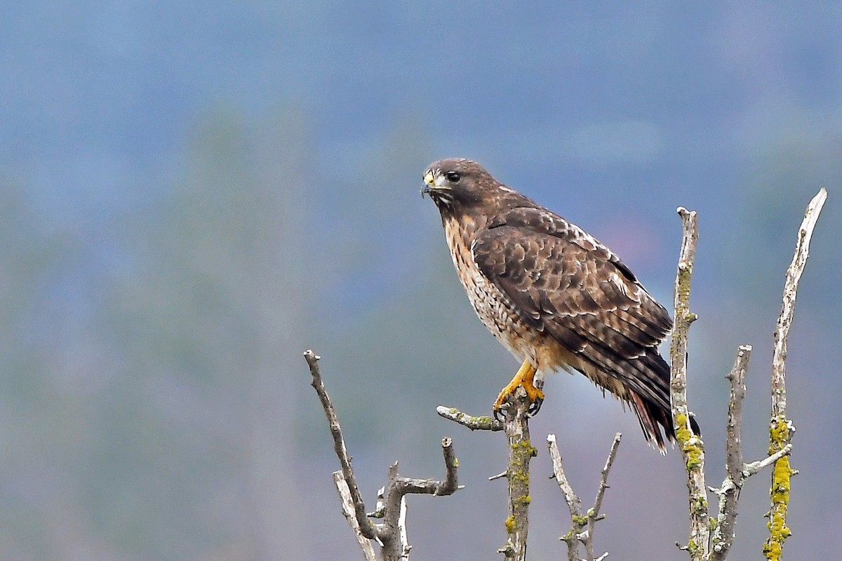 Red-tailed Hawk - ML406605871