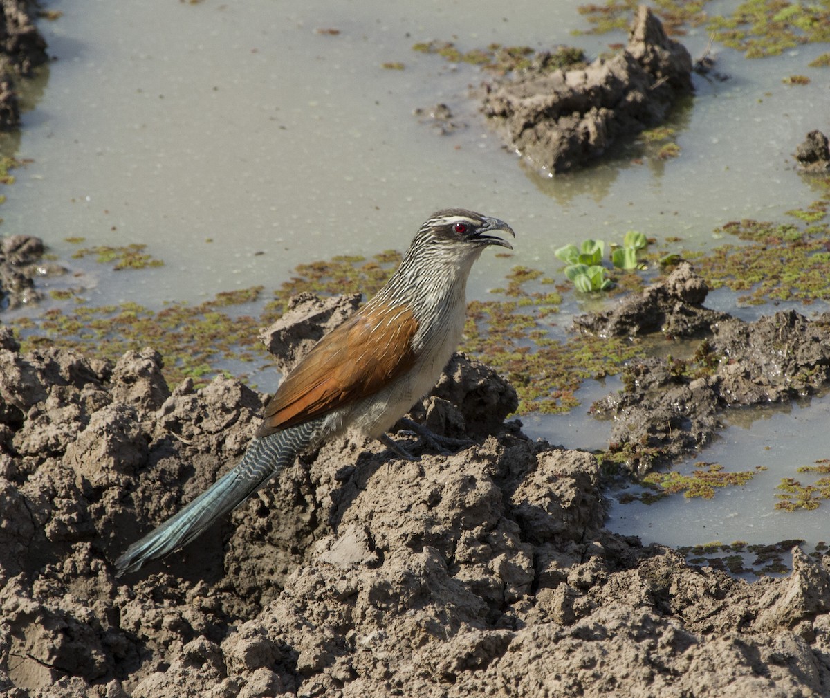 White-browed Coucal - ML406607561