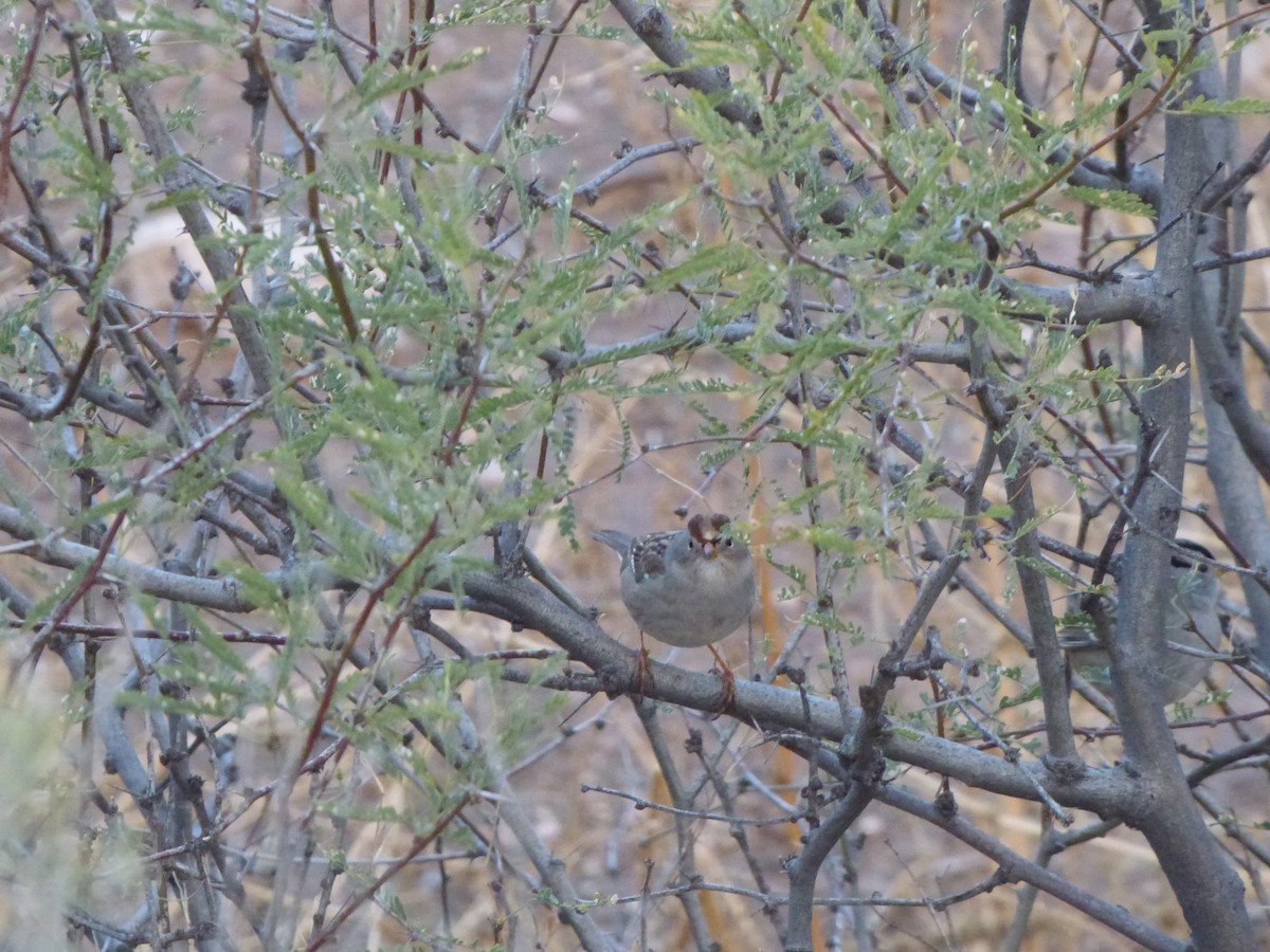 White-crowned Sparrow (Gambel's) - ML406624021