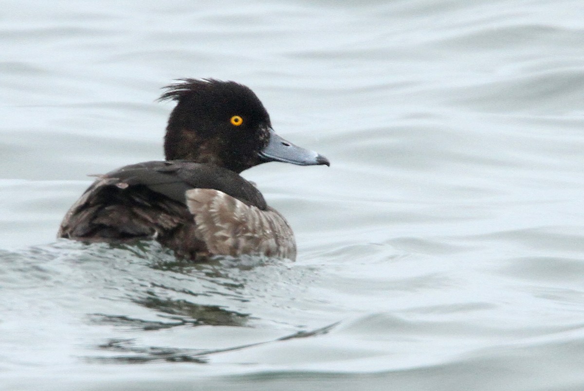 Tufted Duck - ML40662661