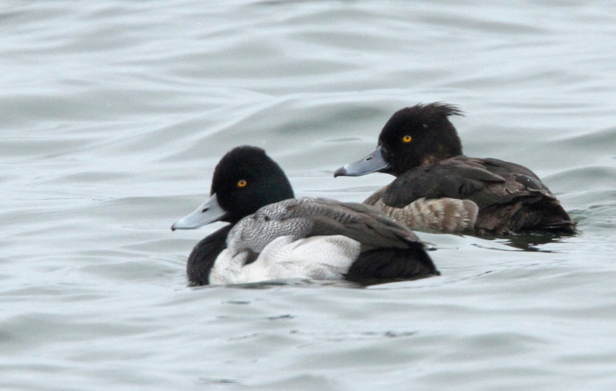 Tufted Duck - ML40662671