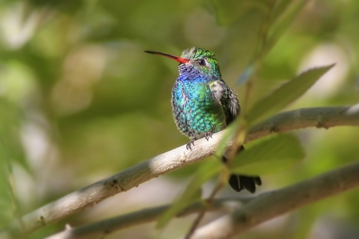 Broad-billed Hummingbird - Matthew Pendleton
