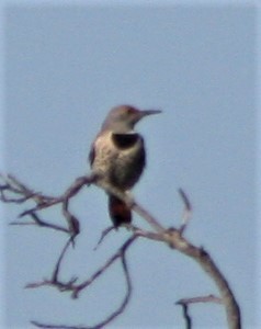 Northern Flicker (Red-shafted) - ML406635221