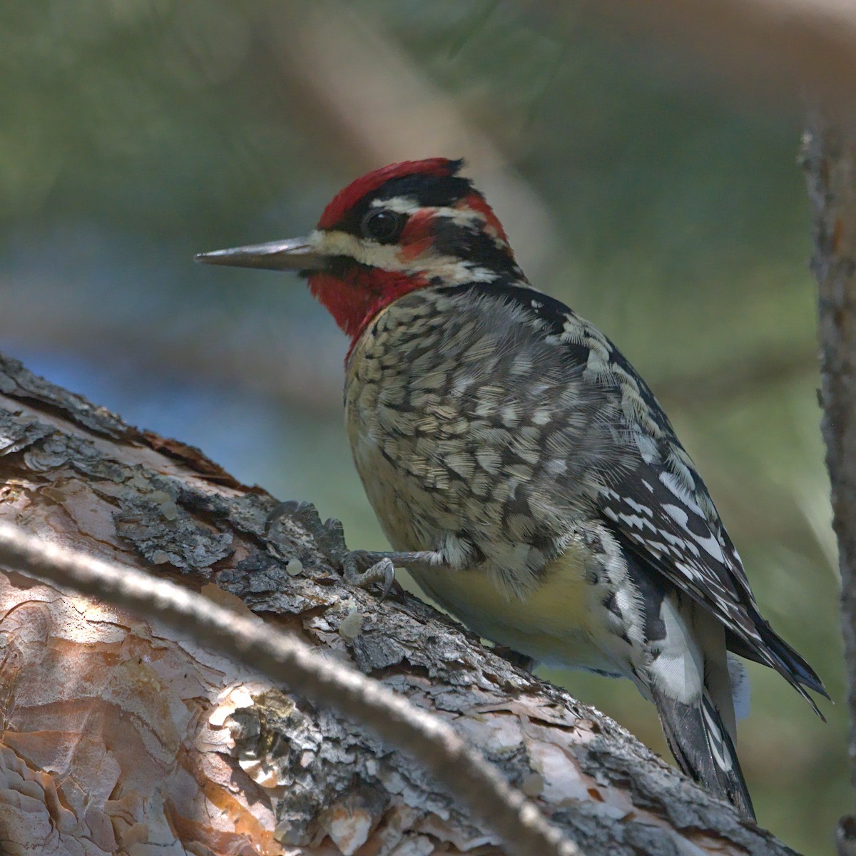 Red-naped x Red-breasted Sapsucker (hybrid) - ML406635241