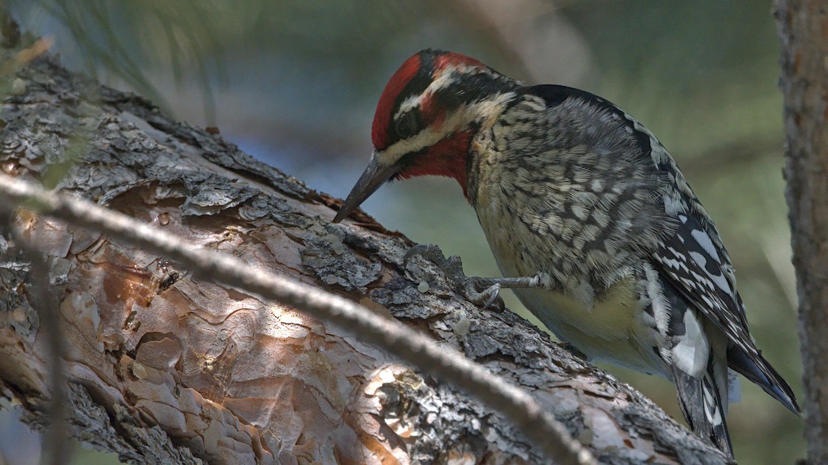Red-naped x Red-breasted Sapsucker (hybrid) - ML406635281