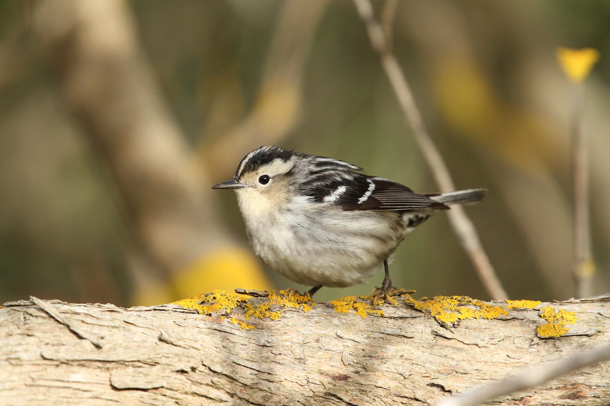 Black-and-white Warbler - ML40663551