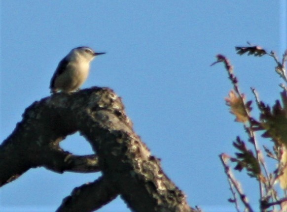 White-breasted Nuthatch - Marie Barnidge-McIntyre