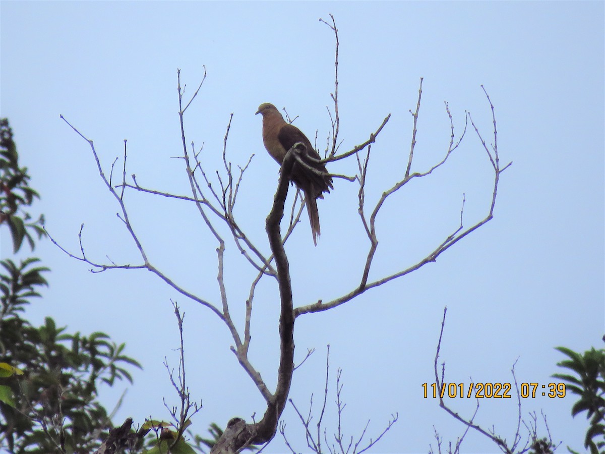 Brown Cuckoo-Dove - ML406637061