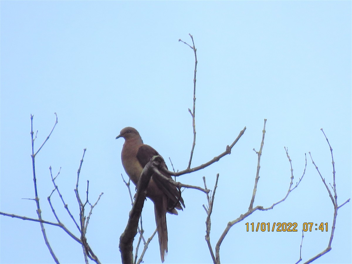 Brown Cuckoo-Dove - ML406637171