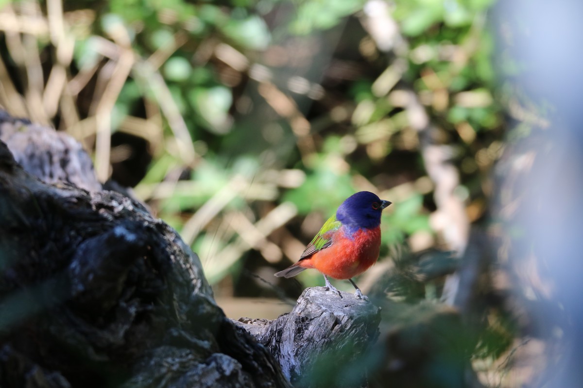 Painted Bunting - Johannes Hogrefe