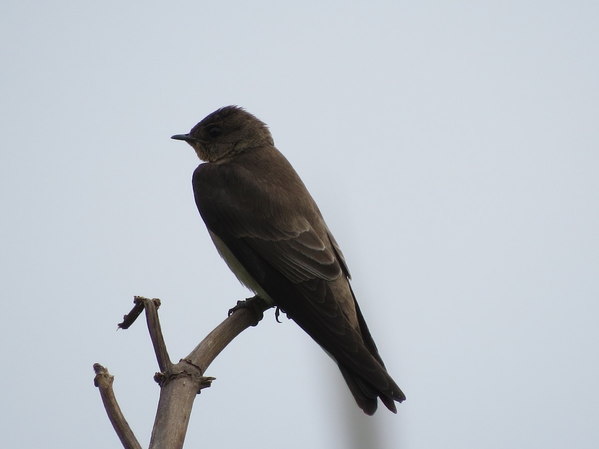 Southern Rough-winged Swallow - Anahí Vaccaro