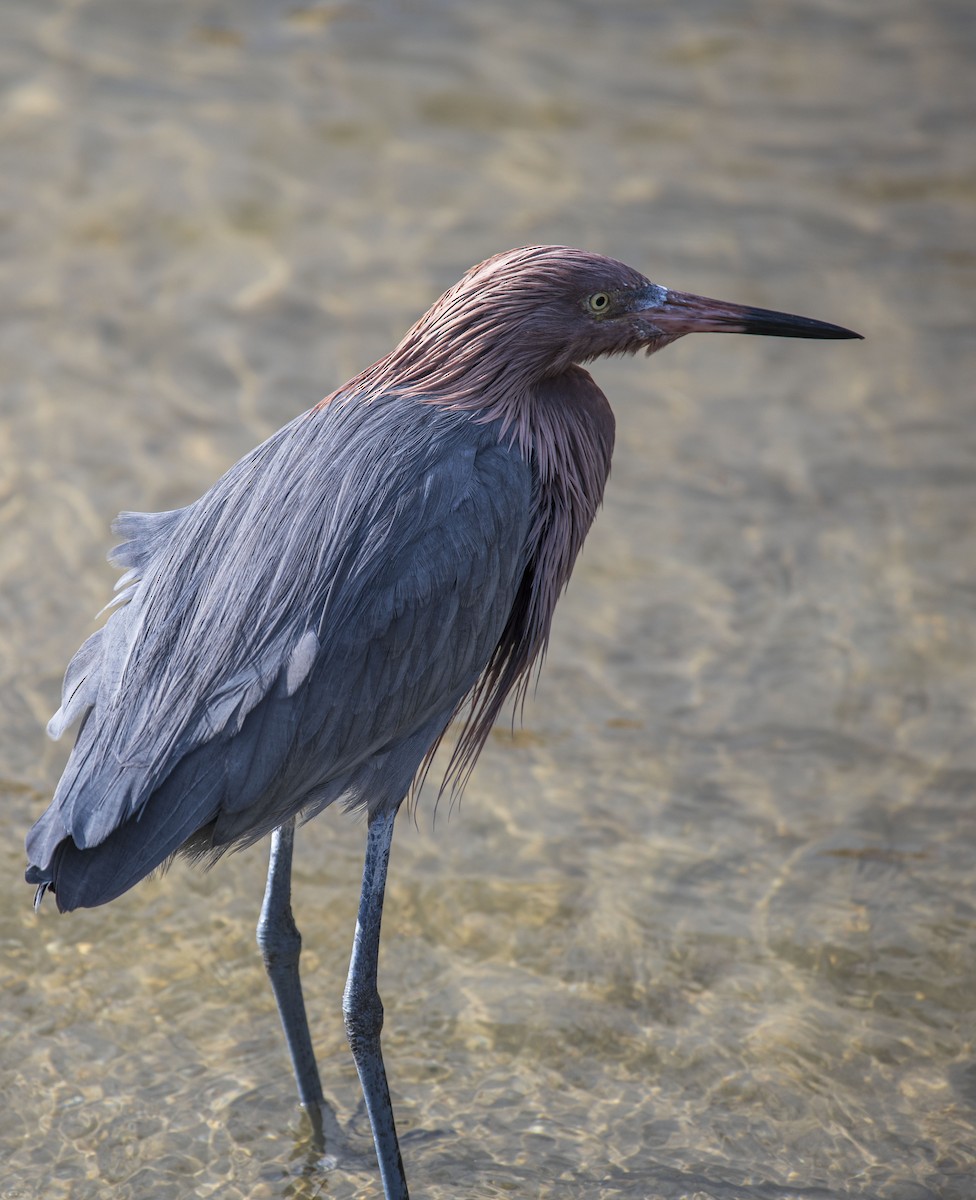 Reddish Egret - ML406647421