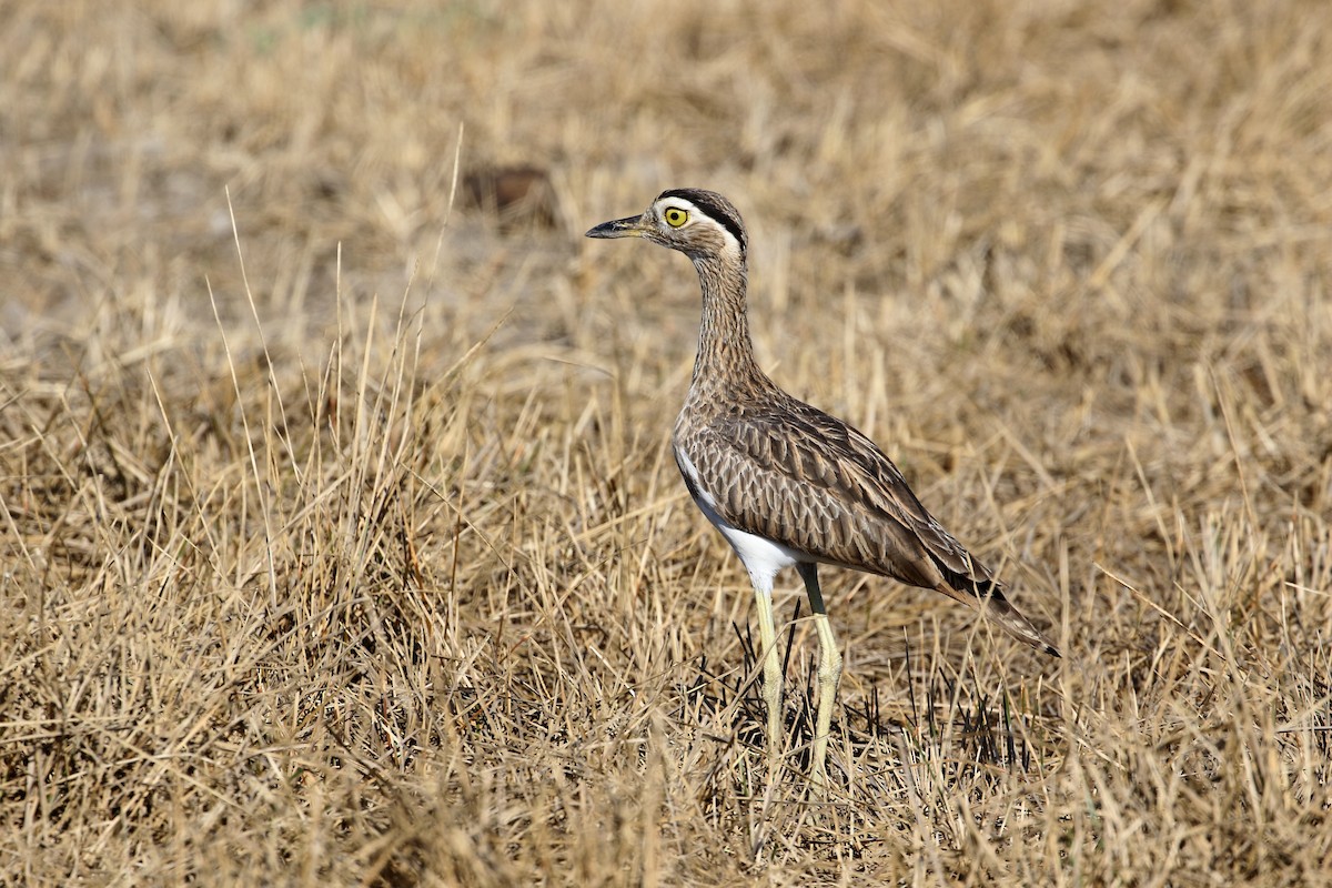 Double-striped Thick-knee - ML406649371