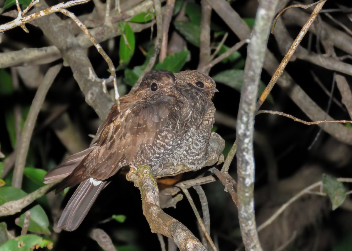 Band-tailed Nighthawk (latifascia) - ML406649471