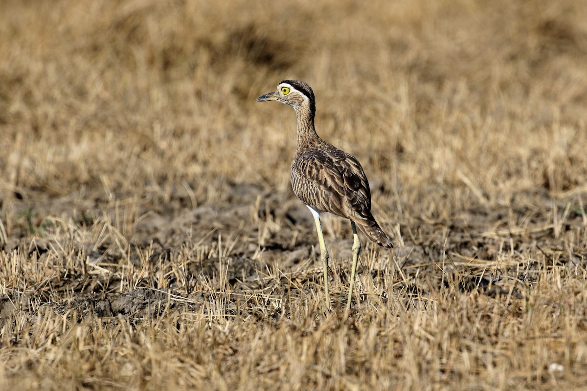Double-striped Thick-knee - ML406649601