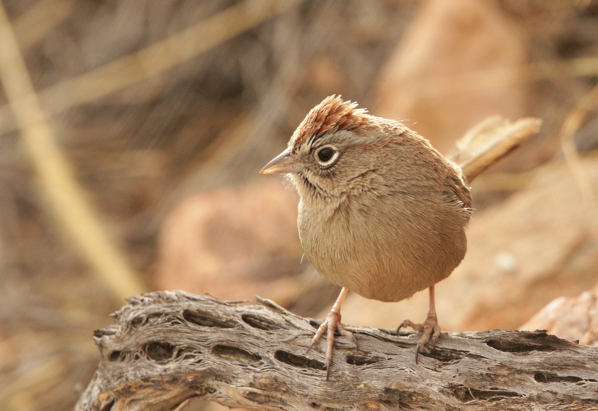 Rufous-crowned Sparrow - Reed Gorner