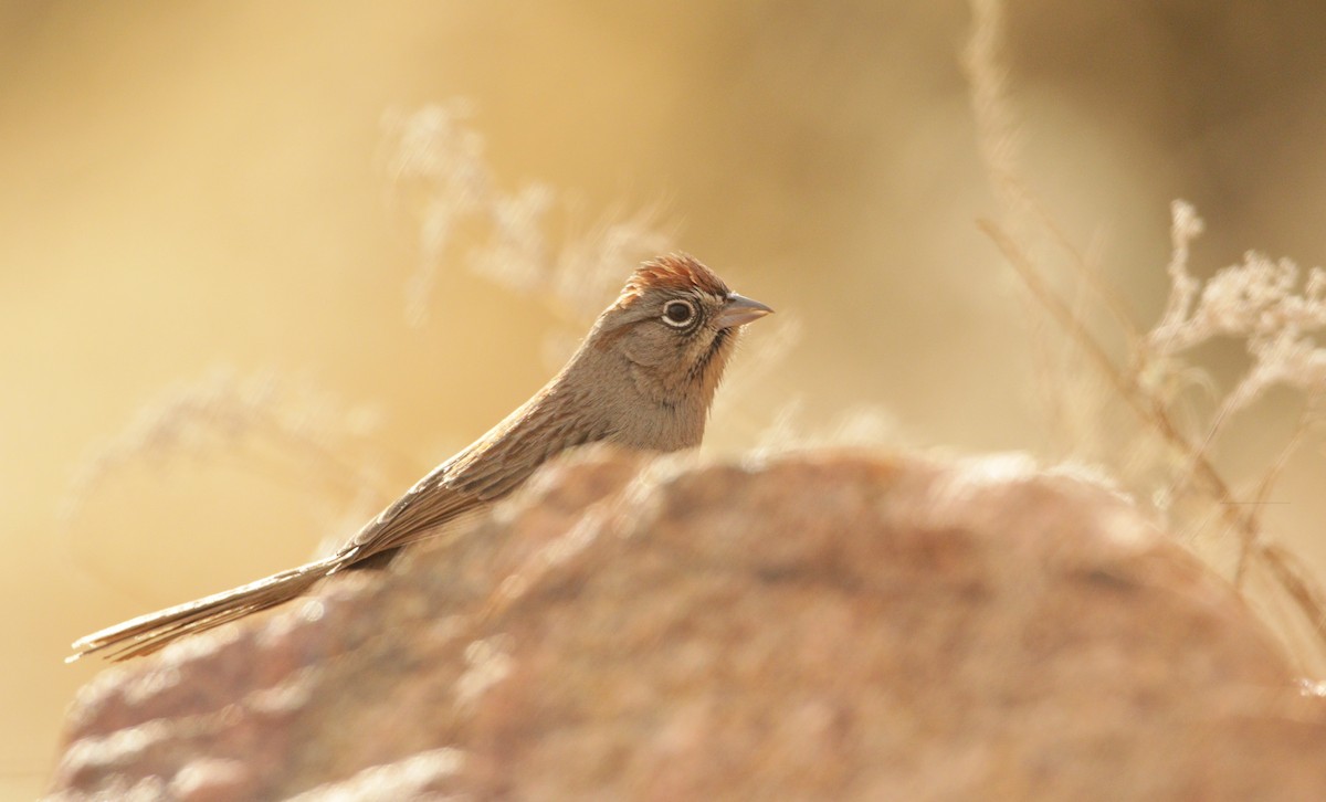 Rufous-crowned Sparrow - ML406653821