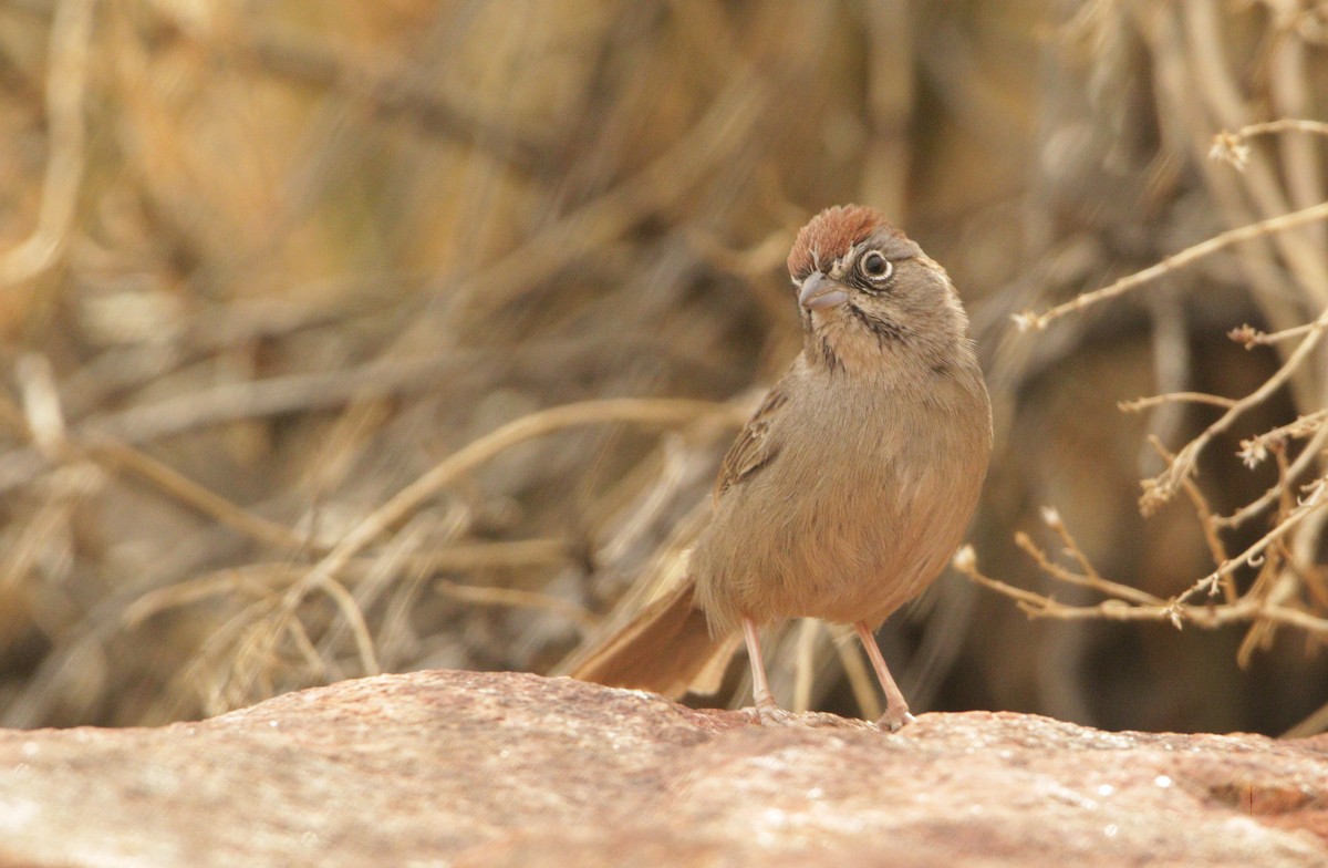 Rufous-crowned Sparrow - ML406653921