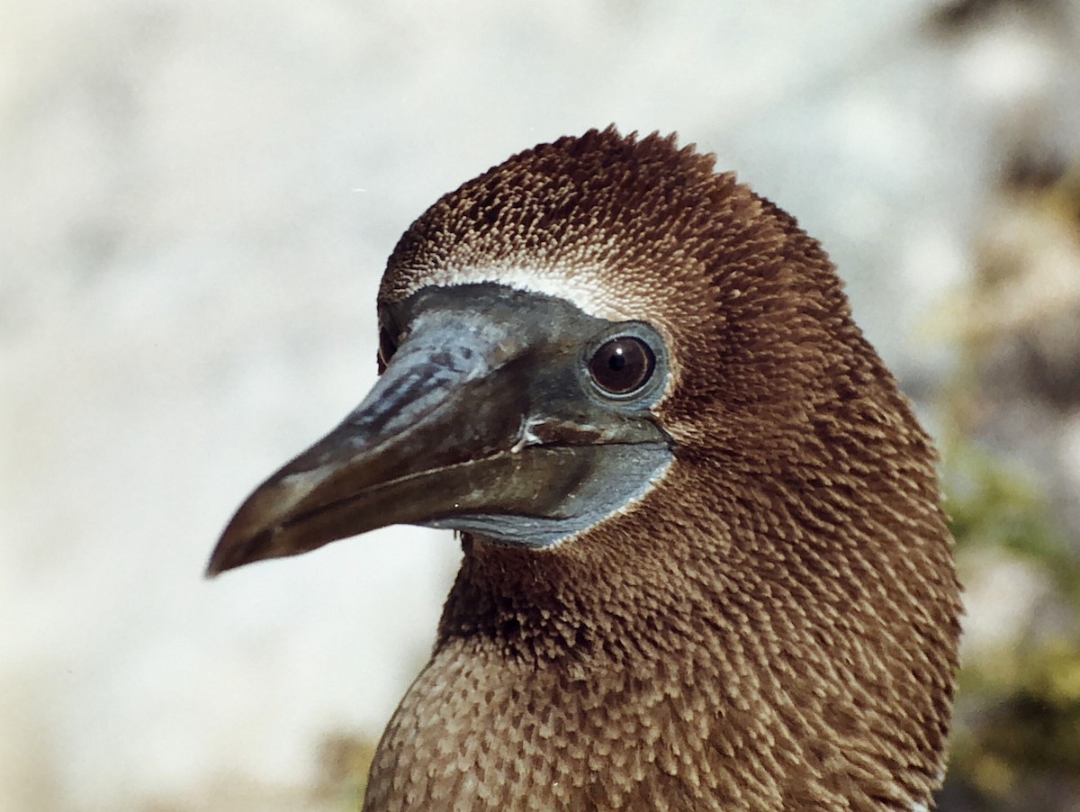 Blue-footed Booby - ML406654001