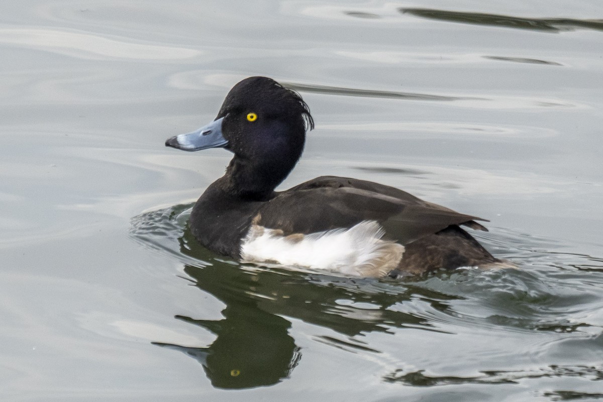 Tufted Duck - ML406655031