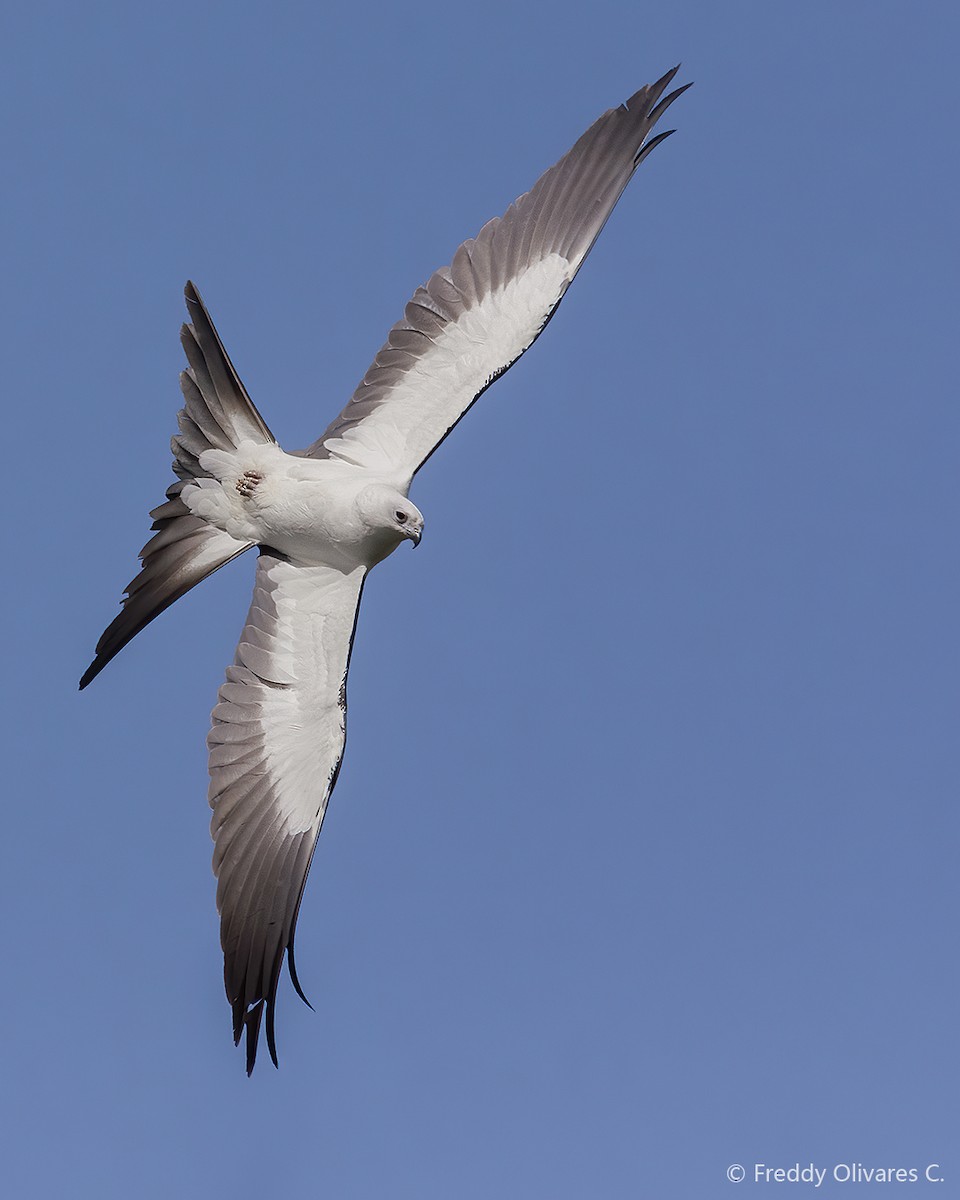 Swallow-tailed Kite - ML406655221