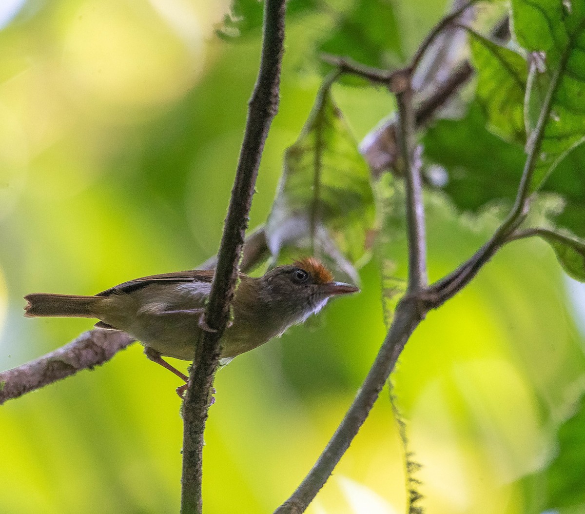 Tawny-crowned Greenlet - ML406655711